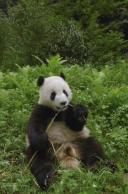 Pete Oxford - Giant Panda sitting in vegetation eating bamboo, Wolong Nature Reserve, China