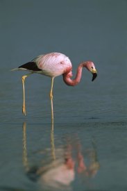 Pete Oxford - Andean Flamingo wading, Laguna Blanca, southwestern Bolivia