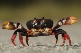 Pete Oxford - Blackback Land Crab in defensive posture, Zapata Swamp National Park, Cuba