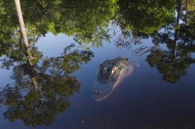 Pete Oxford - American Alligator on surface, Okefenokee National Wildlife Refuge, Florida