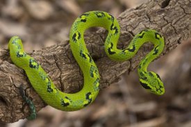 Pete Oxford - Yellow-blotched Palm Pitviper, native to southern Mexico and northern Guatemala