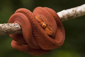 Pete Oxford - Common Tree Boa coiled around branch, Iwokrama Rainforest Reserve, Guyana, manipulated image