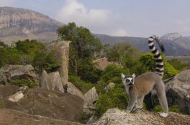 Pete Oxford - Ring-tailed Lemur portrait on rocks overlooking the Andringitra Mountains, vulnerable, south central Madagascar