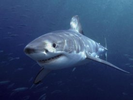 Mike Parry - Great White Shark, Neptune Islands, Australia