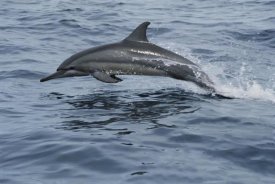 Mike Parry - Spinner Dolphin porpoising through water, Bahamas