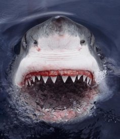 Great White Shark Smile Australia by Mike Parry