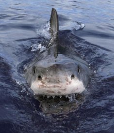 Mike Parry - Great White Shark at surface, Cape Province, South Africa
