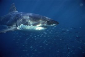 Mike Parry - Great White Shark swimming underwater, Neptune Islands, South Australia