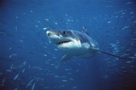Mike Parry - Great White Shark swimming through a school of fish, Neptune Islands, South Australia