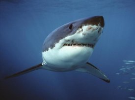 Mike Parry - Great White Shark swimming underwater, Neptune Islands, Australia. Digitally enhanced