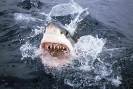 Mike Parry - Great White Shark breaking surface of water to feed, Neptune Islands, South Australia