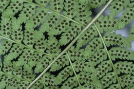 Michael Quinton - Fern detail showing spore sacks