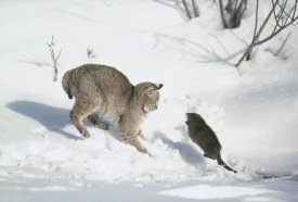 Michael Quinton - Bobcat hunting Muskrat in the winter, Idaho