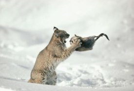 Michael Quinton - Bobcat capturing Muskrat in the winter, Idaho