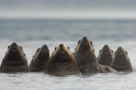 Michael Quinton - Steller's Sea Lion group of seven in a line, Alaska