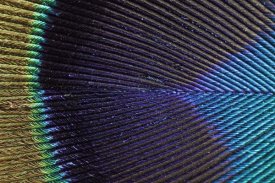 Silvia Reiche - Peacock Feather