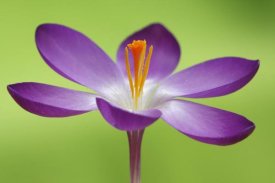 Silvia Reiche - Dutch Crocus flower, Hoogeloon, Netherlands
