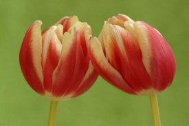 Silvia Reiche - Tulip pair flowering, Hoogeloon, Netherlands