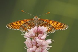 Silvia Reiche - Glanville Fritillary butterfly, Eifel, Germany