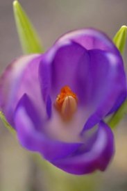 Silvia Reiche - Dutch Crocus flower with pistil, Hoogeloon, Netherlands