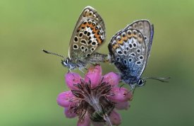 Rob Reijnen - Silver-studded Blue butterfly pair mating on flower, Europe