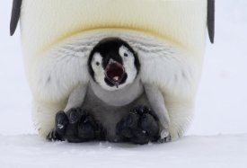 Rob Reijnen - Emperor Penguin chick on the feet of an adult calling, Antarctica