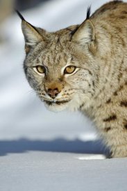 Willi Rolfes - Eurasian Lynx in snow, Flatanger, Norway