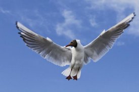 Willi Rolfes - Black-headed Gull in flight, TexelNoord-HollandThe Netherlands