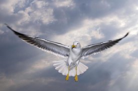 Willi Rolfes - Lesser Black-backed Gull in flight, TexelNoord-Holland, Netherlands