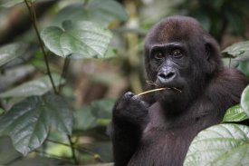 Cyril Ruoso - Gorilla Feeding