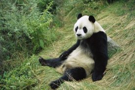 Cyril Ruoso - Giant Panda, Woolong