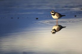 Cyril Ruoso - Common Ringed Plover, West Fjords, Iceland