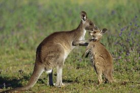 Cyril Ruoso - Eastern Grey Kangaroo mother with joey, Australia