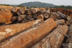Cyril Ruoso - Logged timber from the tropical rainforest, Cameroon