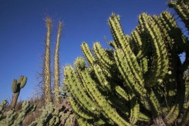 Cyril Ruoso - Organ Pipe Cactus, El Vizcaino Biosphere Reserve, Mexico