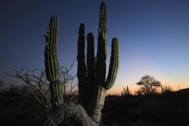Cyril Ruoso - Cardon cactus at sunset, El Vizcaino Biosphere Reserve, Mexico