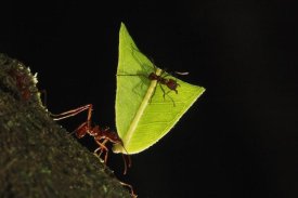 Cyril Ruoso - Leafcutter Ant carrying leaf, Sierra Nevada de Santa Marta, Colombia