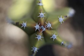 Cyril Ruoso - Old Man Cactus detail of spines, El Vizcaino Biosphere Reserve, Mexico