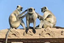 Cyril Ruoso - Hanuman Langur three on building grooming each other, Rajasthan, India