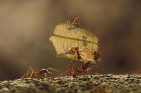 Cyril Ruoso - Leafcutter Ant group carrying leaf, Sierra Nevada de Santa Marta, Colombia