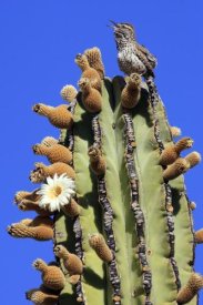 Cyril Ruoso - Cactus Wren singing atop Cardon cactus, El Vizcaino Biosphere Reserve, Mexico