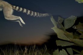 Cyril Ruoso - Ring-tailed Lemur leaping from a cactus, vulnerable, Berenty Private Reserve, Madagascar