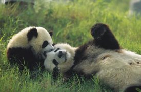 Cyril Ruoso - Giant Panda female and year old cub playing, Chengdu Panda Breeding Research Center, China