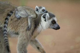 Cyril Ruoso - Ring-tailed Lemur baby riding on mother's back, vulnerable, Berenty Private Reserve, Madagascar