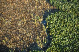 Cyril Ruoso - Remnant mangroves in Mahakam Delta, East Kalimantan, Indonesia