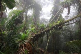 Cyril Ruoso - Bromeliad and tree fern at 1600 meters altitude in tropical rainforest, Sierra Nevada de Santa Marta National Park, Colombia