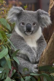 San Diego Zoo - Koala, native to Australia