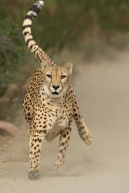 San Diego Zoo - Cheetah in mid-stride, sequence 1 of 3