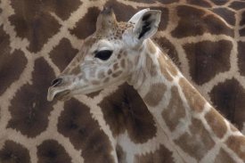 San Diego Zoo - Rothschild Giraffe calf, native to Africa