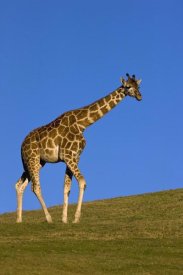 San Diego Zoo - Rothschild Giraffe walking, native to Africa